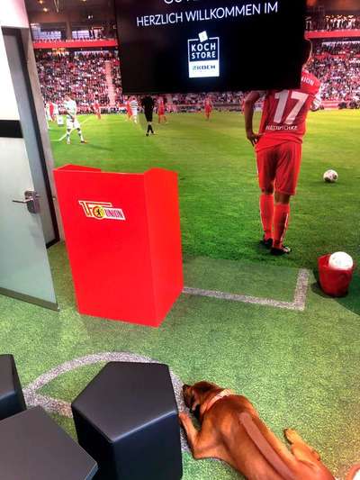 Rhodesian Ridgeback-Beitrag-Bild