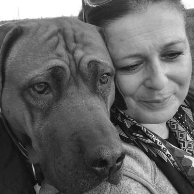 Rhodesian Ridgeback-Beitrag-Bild