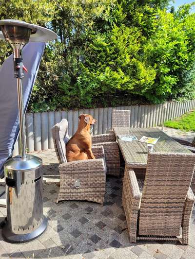 Rhodesian Ridgeback-Beitrag-Bild