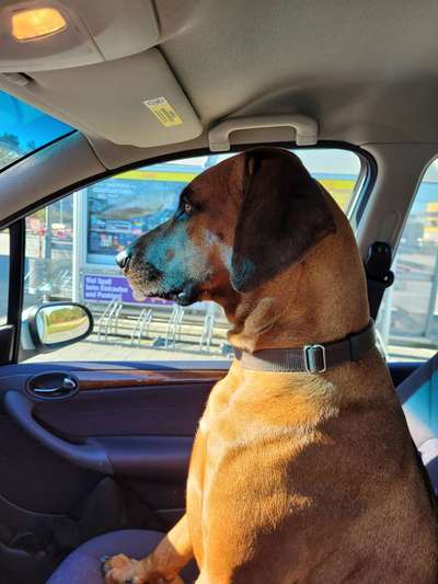 Rhodesian Ridgeback-Beitrag-Bild