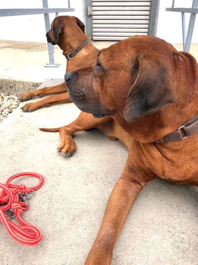 Rhodesian Ridgeback-Beitrag-Bild