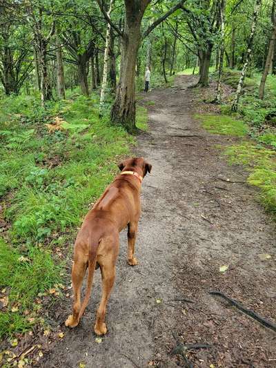 Rhodesian Ridgeback-Beitrag-Bild