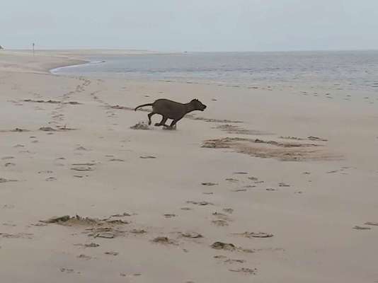 Rhodesian Ridgeback-Beitrag-Bild