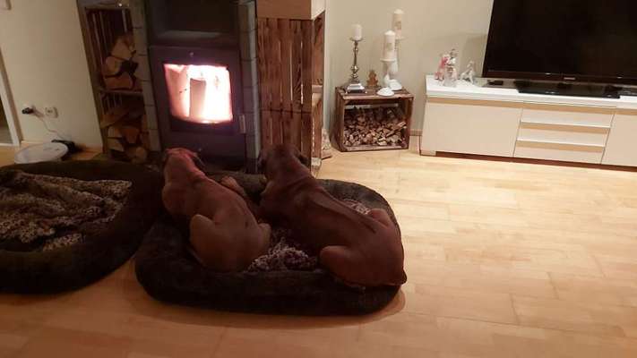 Rhodesian Ridgeback-Beitrag-Bild