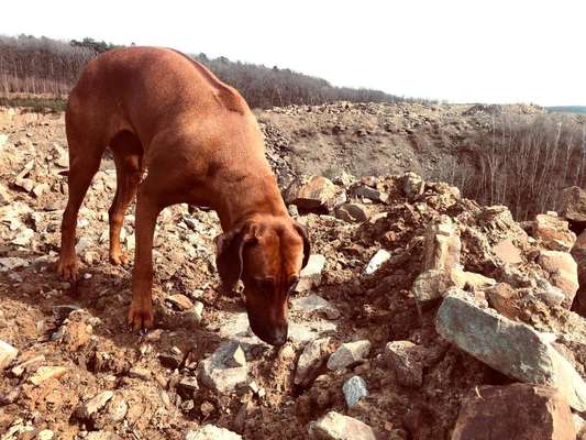 Rhodesian Ridgeback-Beitrag-Bild