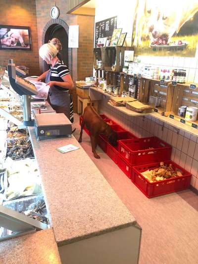 Rhodesian Ridgeback-Beitrag-Bild