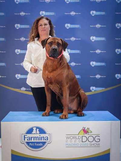 Rhodesian Ridgeback-Beitrag-Bild