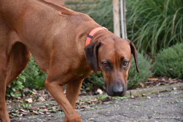 Rhodesian Ridgeback-Beitrag-Bild