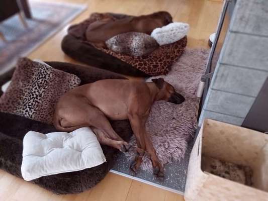 Rhodesian Ridgeback-Beitrag-Bild