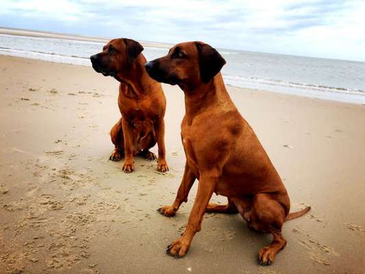 Rhodesian Ridgeback-Beitrag-Bild