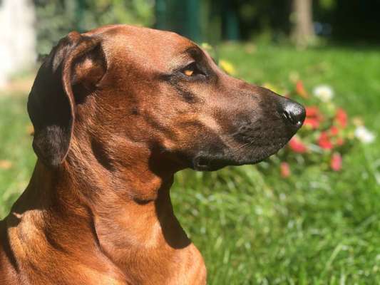 Rhodesian Ridgeback-Beitrag-Bild
