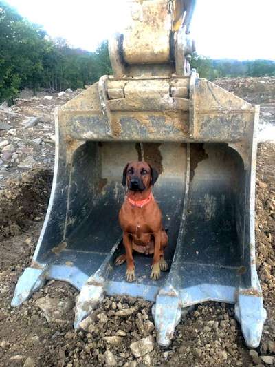 Rhodesian Ridgeback-Beitrag-Bild