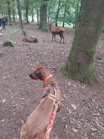 Rhodesian Ridgeback-Beitrag-Bild