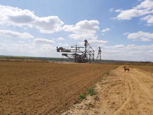 Rhodesian Ridgeback-Beitrag-Bild