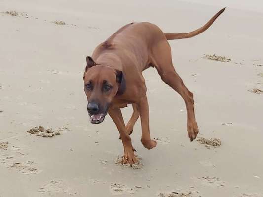Rhodesian Ridgeback-Beitrag-Bild