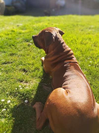 Rhodesian Ridgeback-Beitrag-Bild