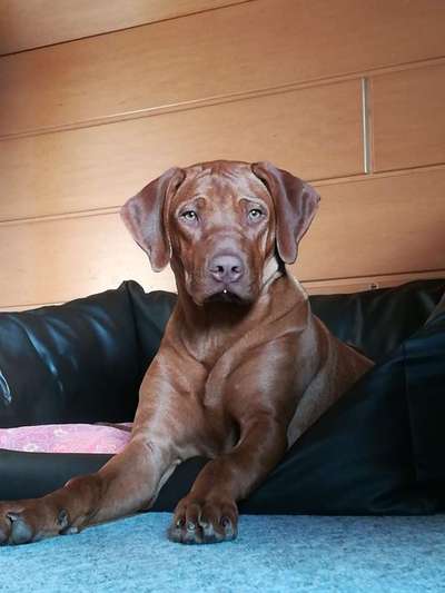 Rhodesian Ridgeback-Beitrag-Bild