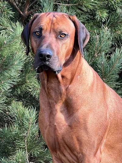 Rhodesian Ridgeback-Beitrag-Bild