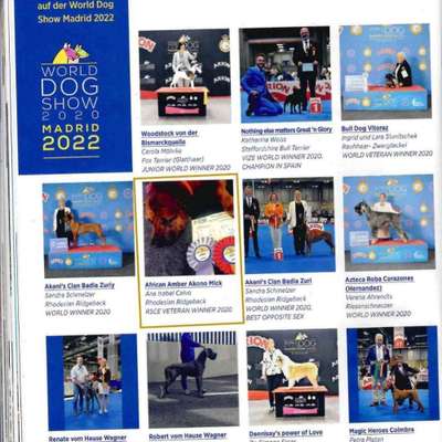 Rhodesian Ridgeback-Beitrag-Bild