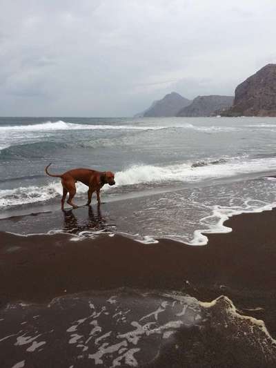 Dogorama-Monats-Challenge-Mai "Wasser"-Beitrag-Bild