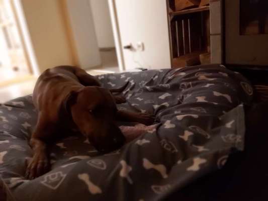 Rhodesian Ridgeback-Beitrag-Bild