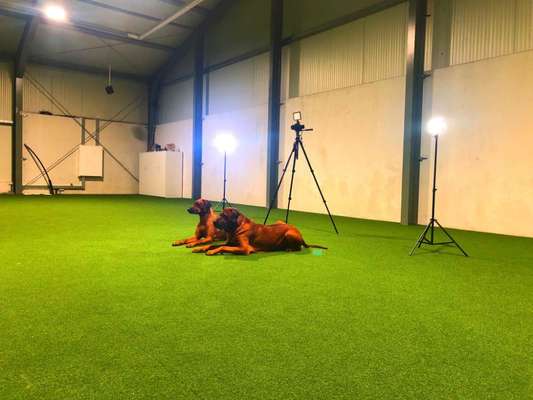 Rhodesian Ridgeback-Beitrag-Bild