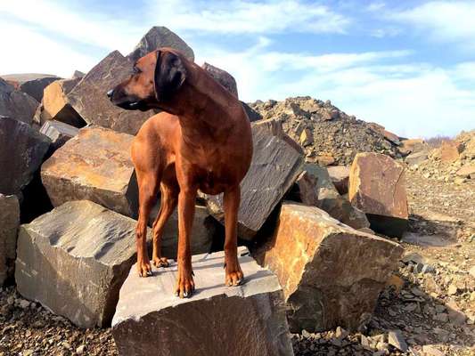 Rhodesian Ridgeback-Beitrag-Bild