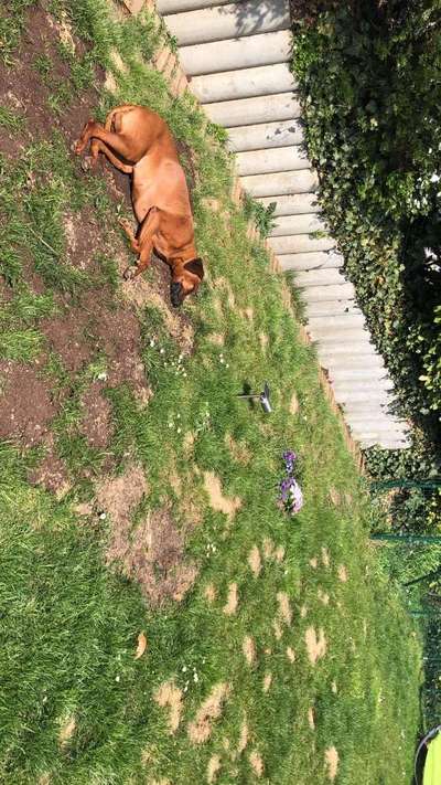 Rhodesian Ridgeback-Beitrag-Bild