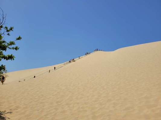 Rhodesian Ridgeback-Beitrag-Bild