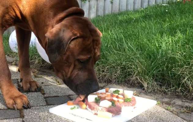 Rhodesian Ridgeback-Beitrag-Bild