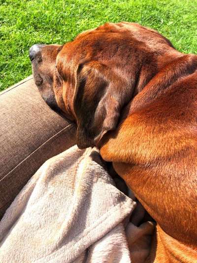 Rhodesian Ridgeback-Beitrag-Bild