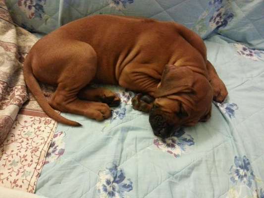 Rhodesian Ridgeback-Beitrag-Bild