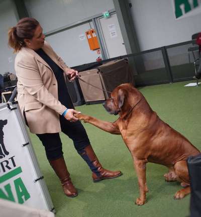 Rhodesian Ridgeback-Beitrag-Bild