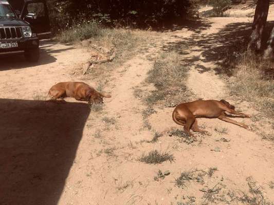 Rhodesian Ridgeback-Beitrag-Bild