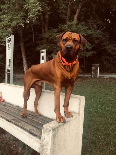 Rhodesian Ridgeback-Beitrag-Bild