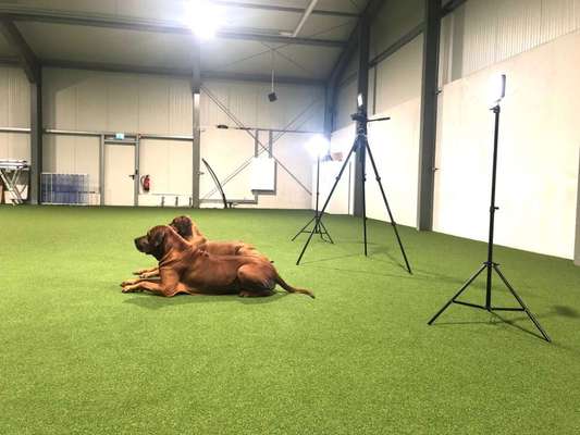 Rhodesian Ridgeback-Beitrag-Bild