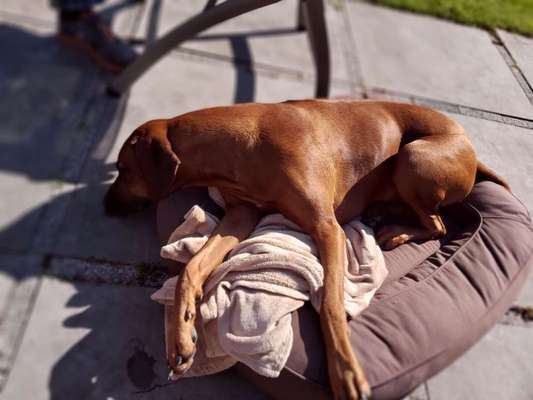 Rhodesian Ridgeback-Beitrag-Bild