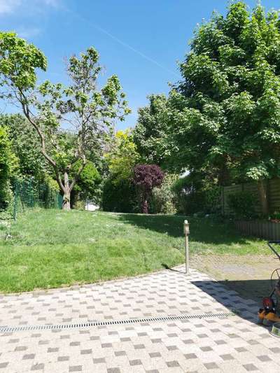 Rhodesian Ridgeback-Beitrag-Bild