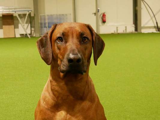 Rhodesian Ridgeback-Beitrag-Bild