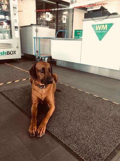 Rhodesian Ridgeback-Beitrag-Bild
