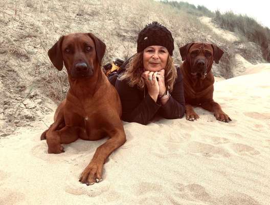 Rhodesian Ridgeback-Beitrag-Bild