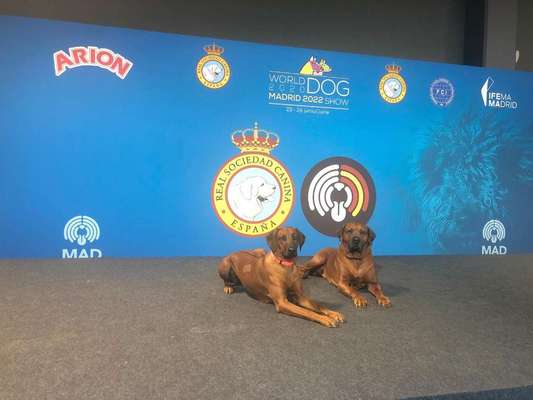 Rhodesian Ridgeback-Beitrag-Bild