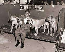 Rhodesian Ridgeback-Beitrag-Bild