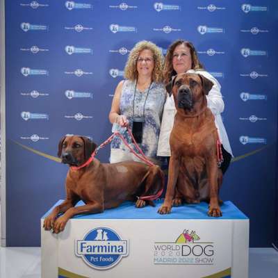 Rhodesian Ridgeback-Beitrag-Bild