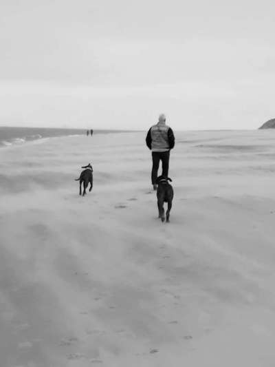 Rhodesian Ridgeback-Beitrag-Bild