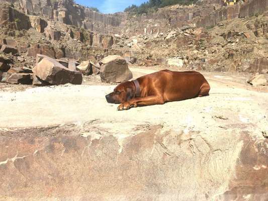 Rhodesian Ridgeback-Beitrag-Bild