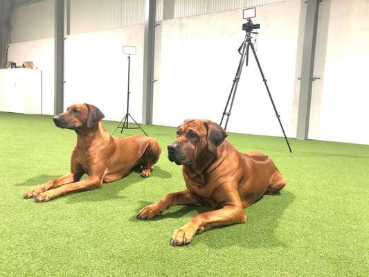 Rhodesian Ridgeback-Beitrag-Bild