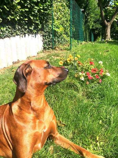 Rhodesian Ridgeback-Beitrag-Bild