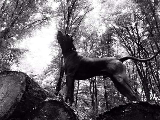 Rhodesian Ridgeback-Beitrag-Bild