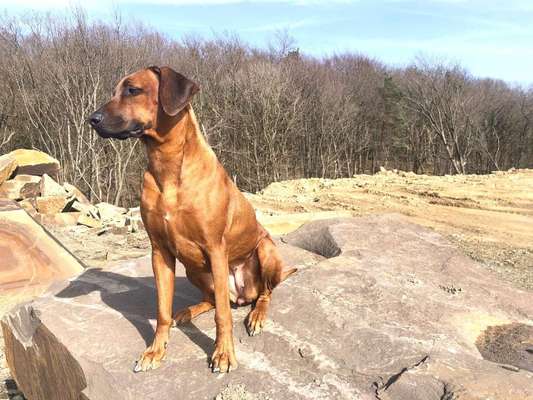 Rhodesian Ridgeback-Beitrag-Bild